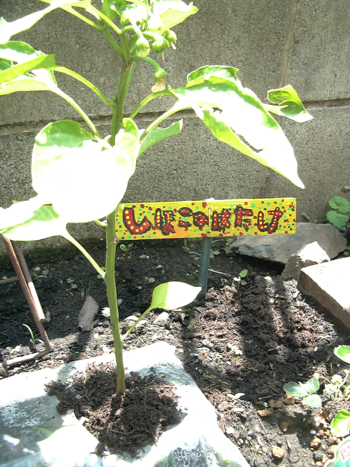 家の庭に植えられた野菜の苗木