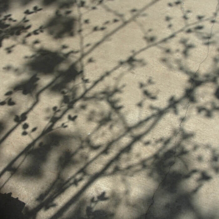 朝コンクリートに木々の影が映ります