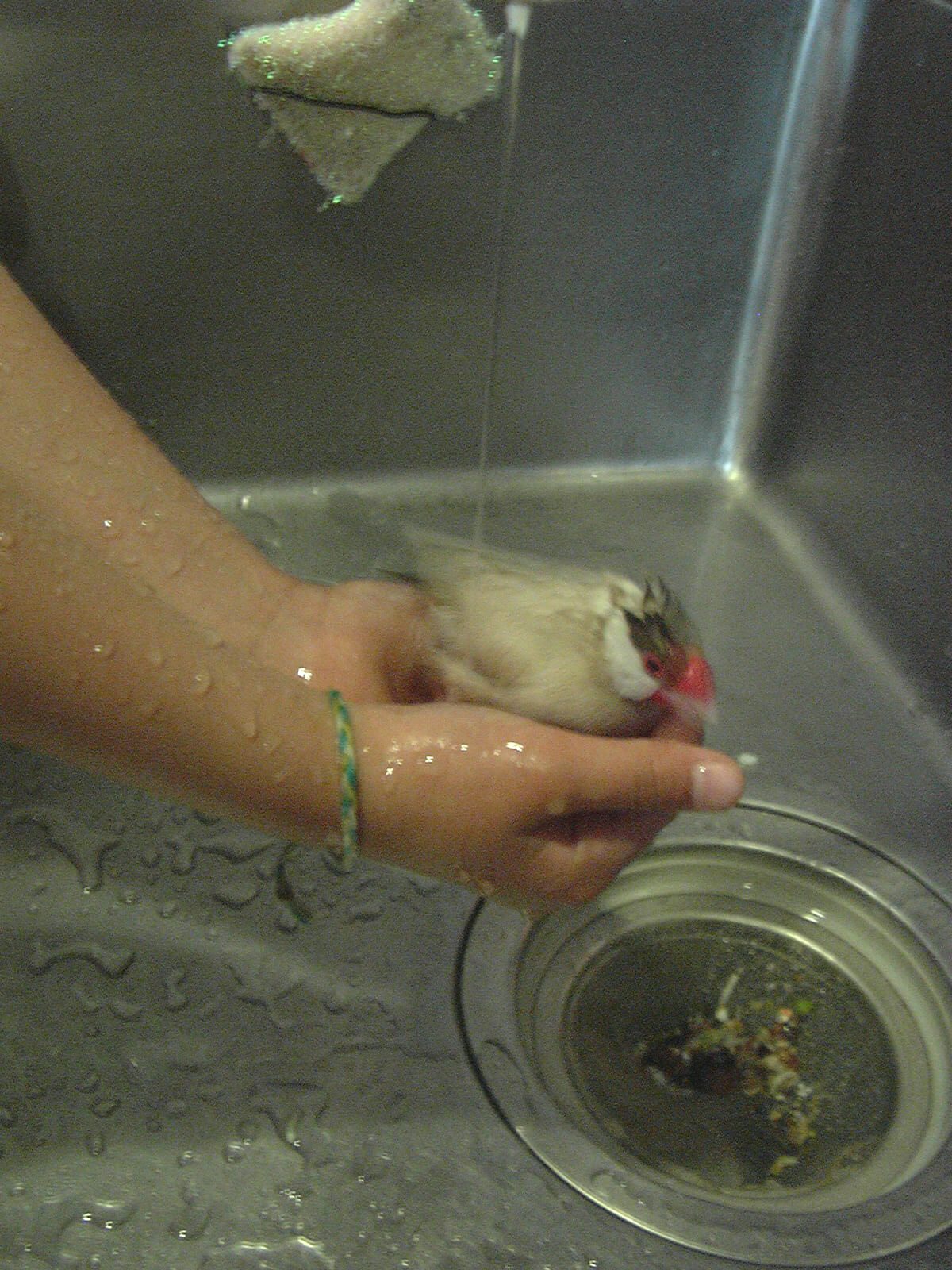 子供の手の中で水浴びする文鳥のチロル