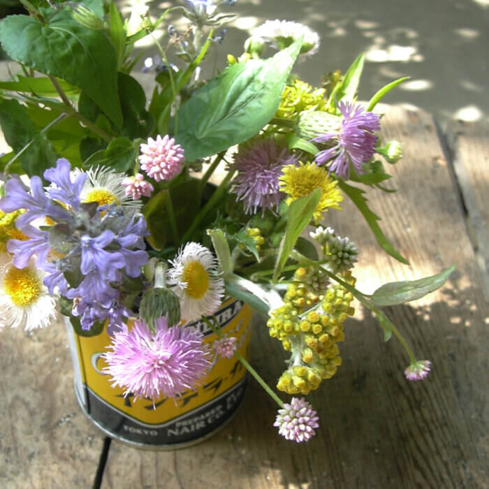 庭の路地に咲いている雑草の色とりどりの花を、カレーの缶に飾りました