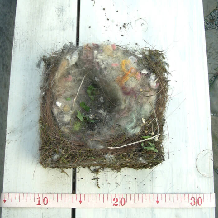 シジュウカラの巣の下地をカップ型に作り、カップの内側に毛糸や鳥の羽根を敷き詰めてフカフカにしていました
