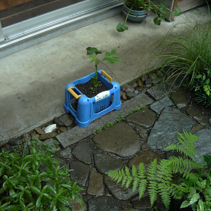 子供が夏休みになると学校から持ち帰るオクラが植えてある青いプラスチックの植木鉢