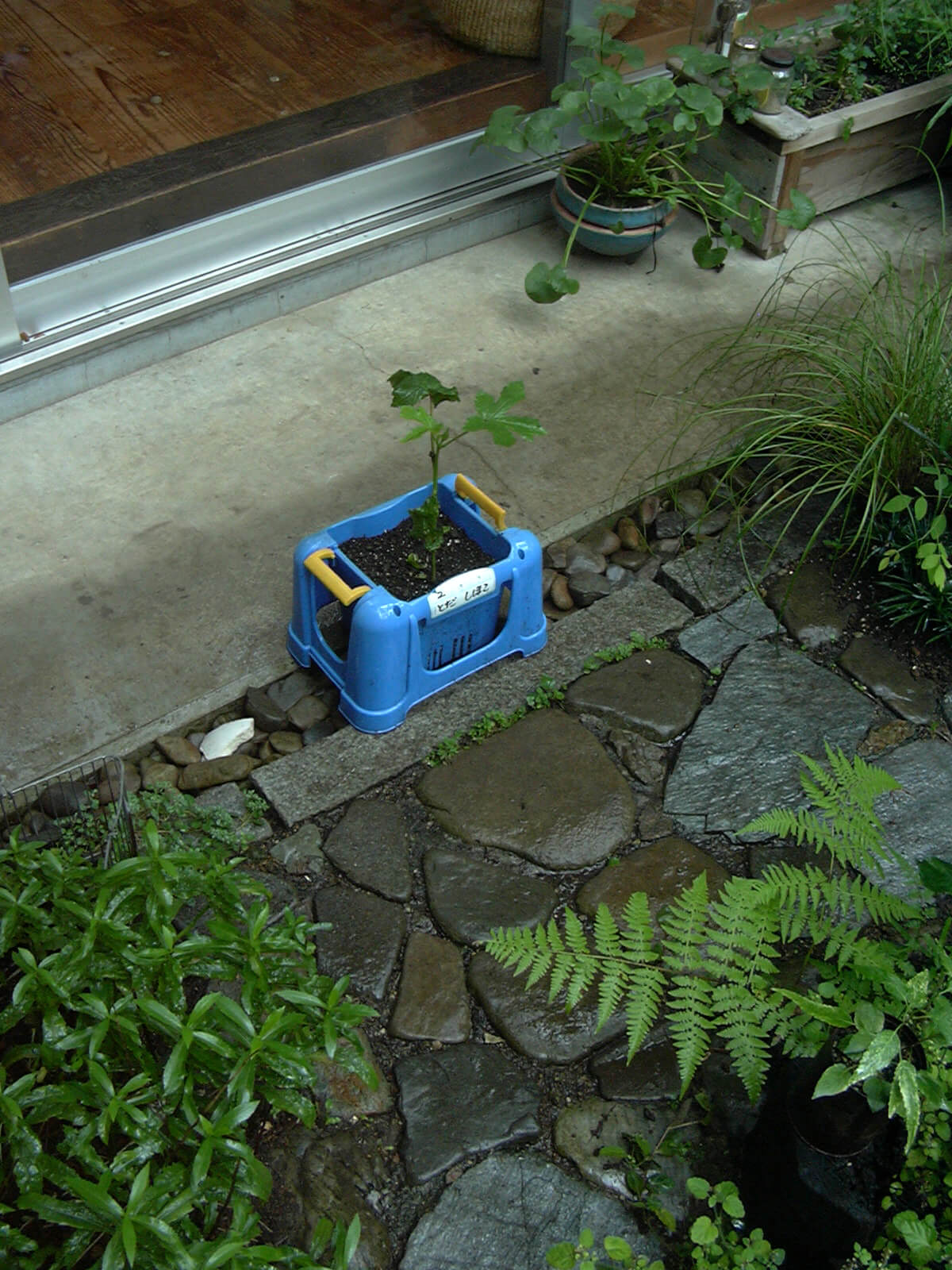 子供が夏休みになると学校から持ち帰るオクラが植えてある青いプラスチックの植木鉢