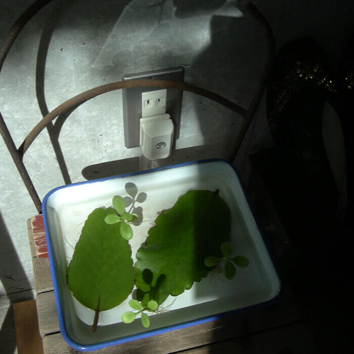 沖縄土産にもらったナントカ（子宝草？）いう葉っぱを水につけ、小さな葉っぱが出てきました