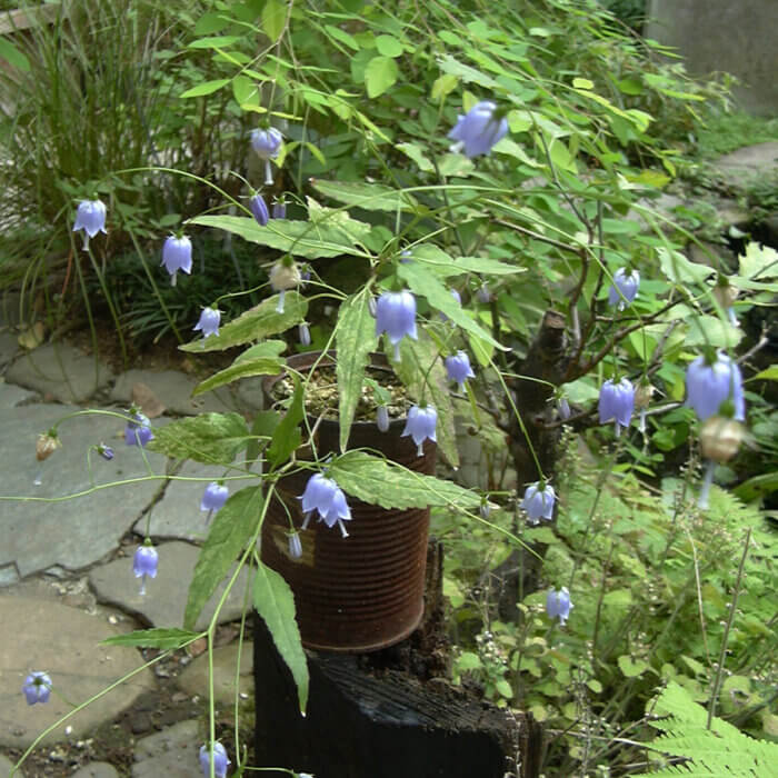 岩沙参（いわしゃじん）の青い花が庭に咲きました