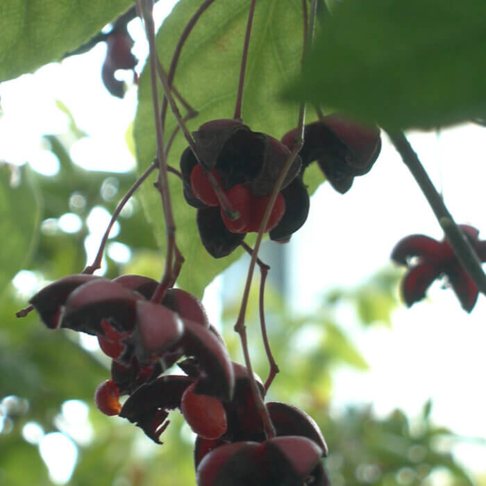 2007年秋にツリバナの赤い花が咲きました