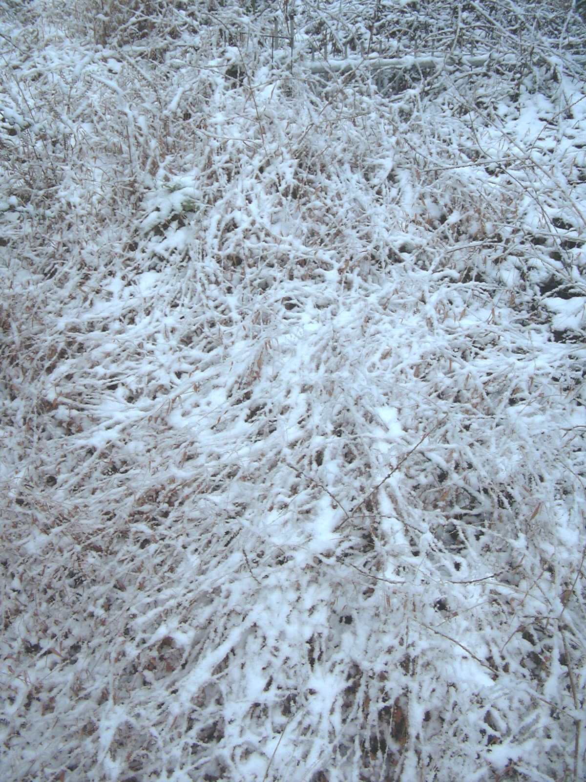草むらの瞬間雪アート