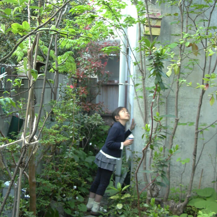 シジュウカラが庭の巣箱で子育て中で、下で声を聞く子供