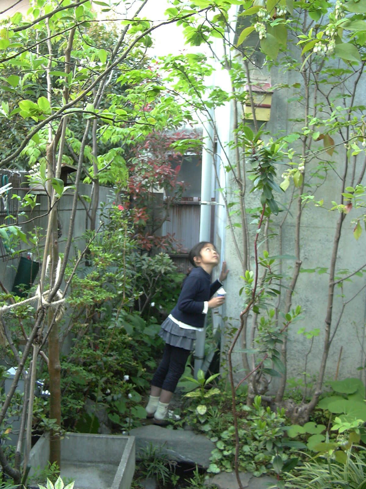 シジュウカラが庭の巣箱で子育て中で、下で声を聞く子供