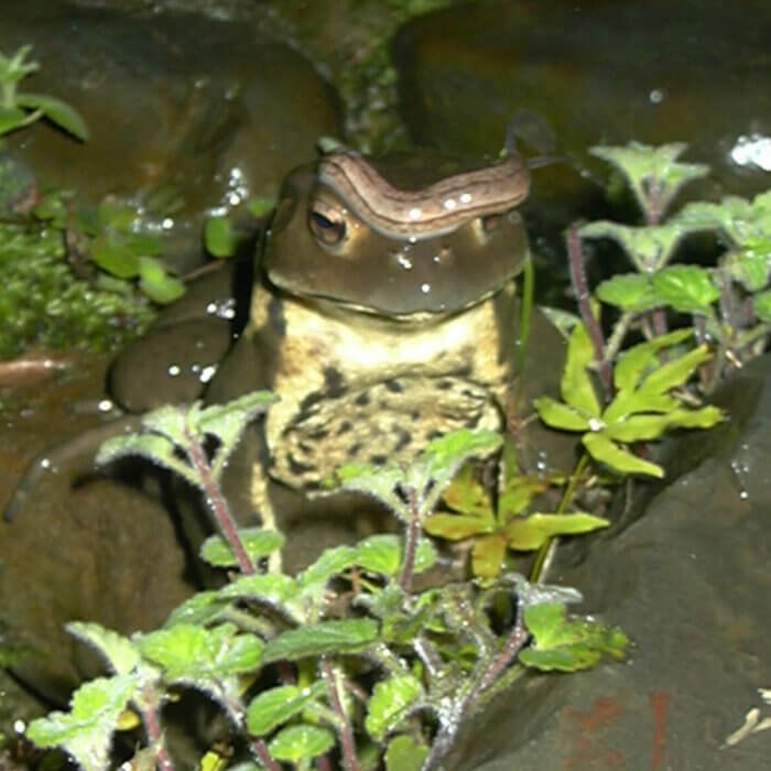 2008年はカエルが頭にナメクジをのせ庭にやってきました