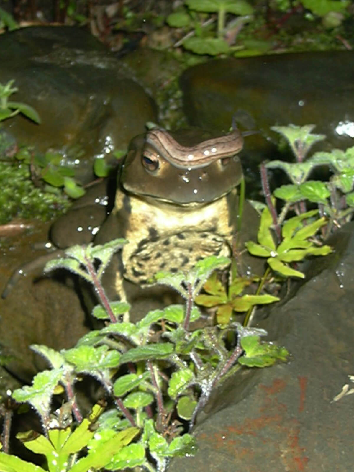 2008年はカエルが頭にナメクジをのせ庭にやってきました