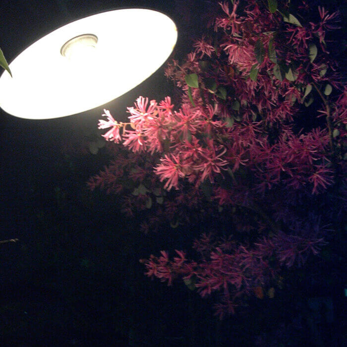 ライトに照らされたマンサクのピンクの花