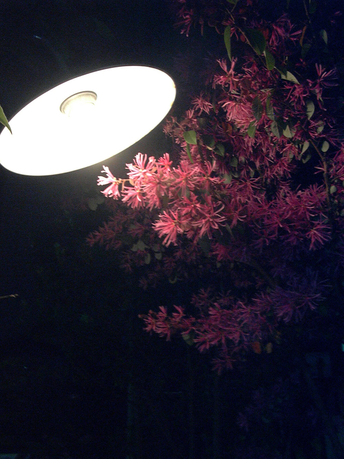 ライトに照らされたマンサクのピンクの花