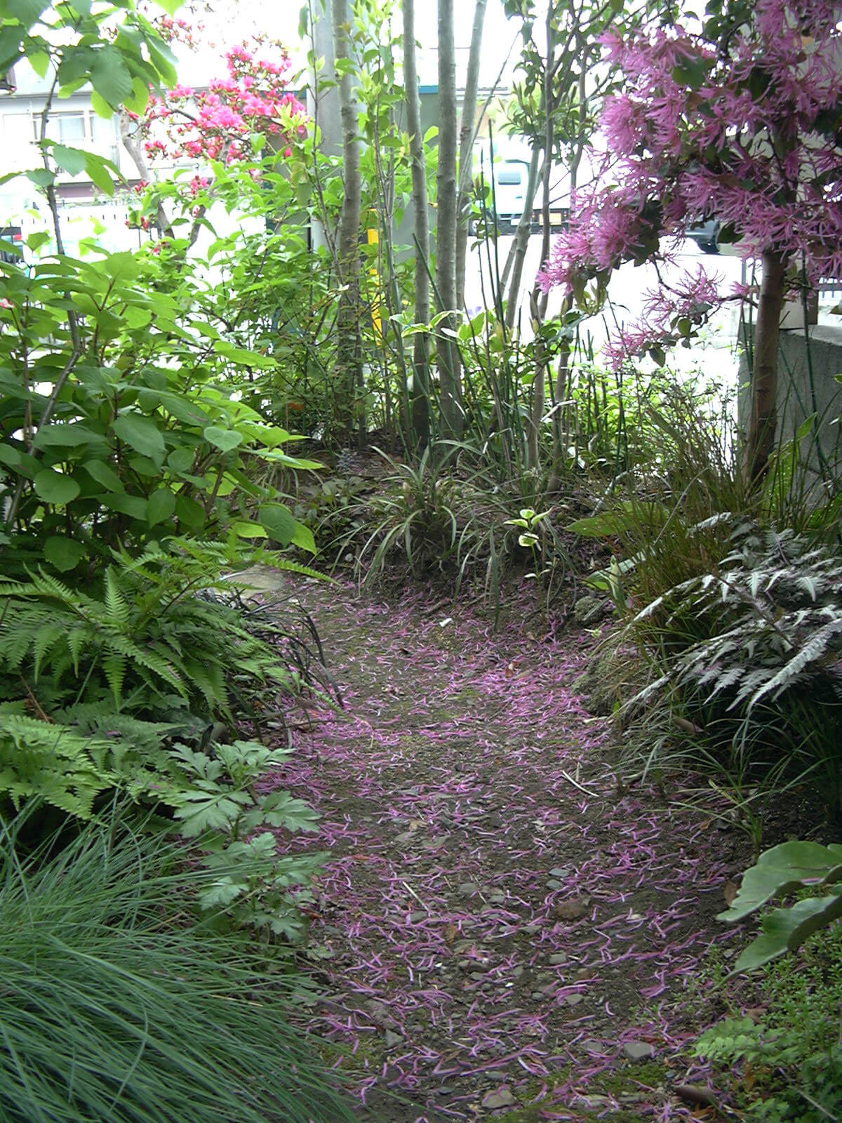 マンサクの花びらが散って路地庭がピンクに染まりました