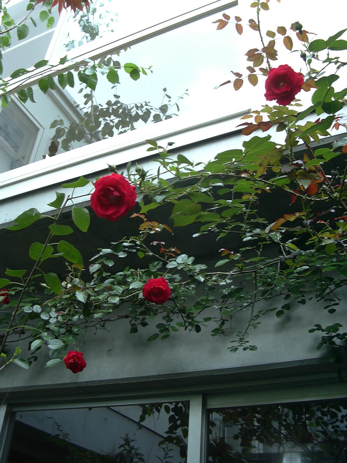 庭に咲いた赤いバラ