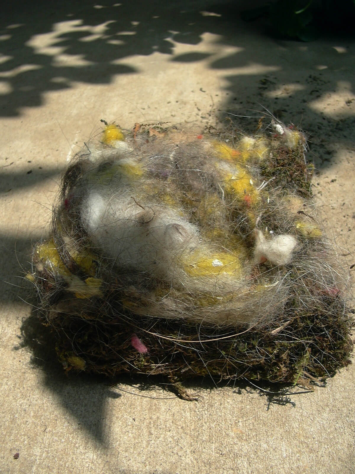 シジュウカラが巣立ちして空き巣になった巣箱から巣を取り出しました