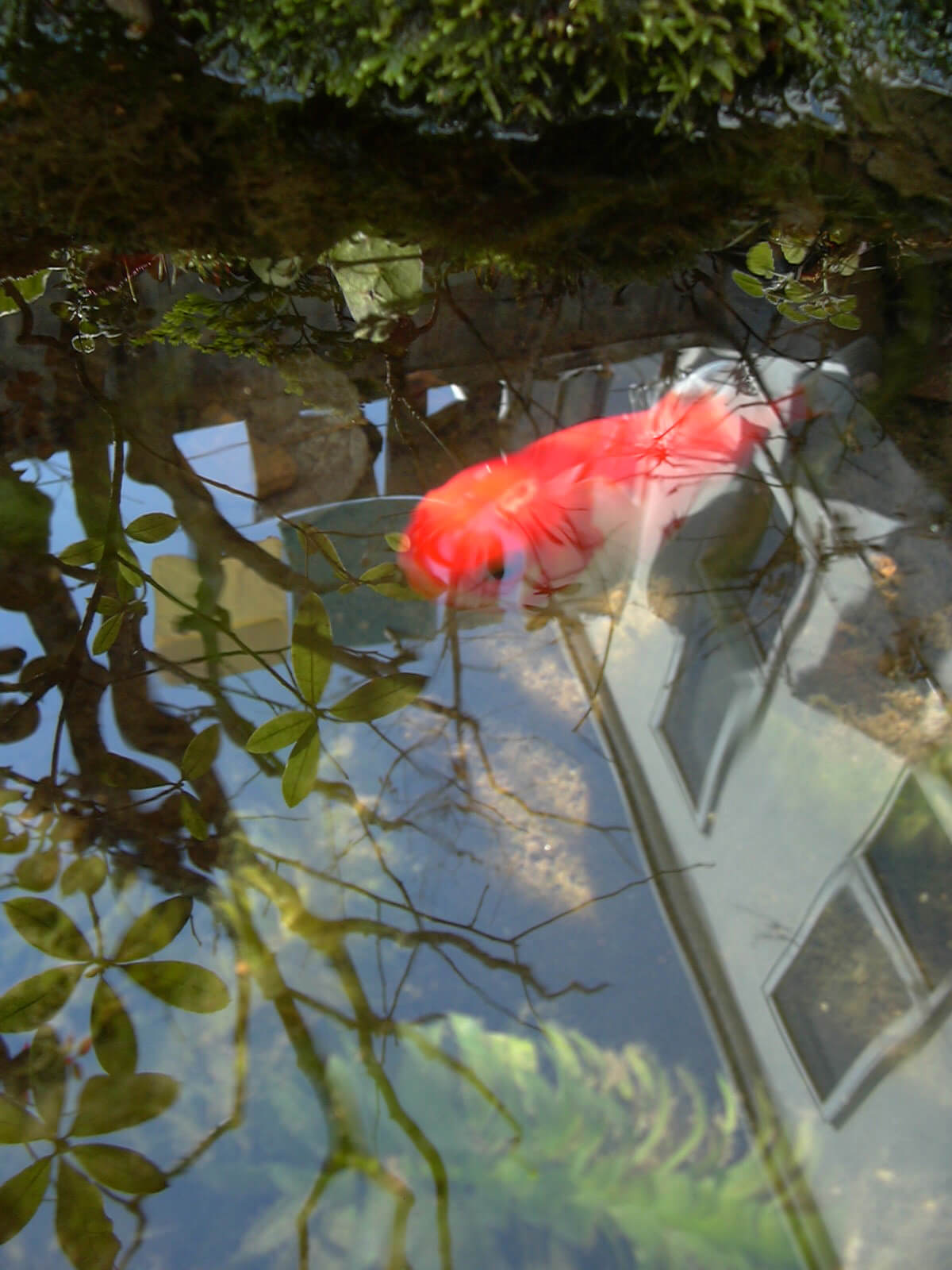 2009年寒空の池の金魚
