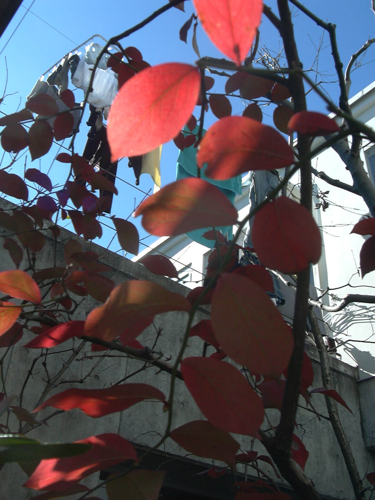 雲一つない冬空に、庭のブルーベリーは赤く透けて、洗濯日和