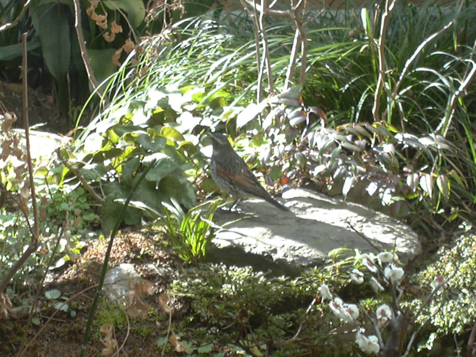 2009年3月毎日庭にやってくるツグミ