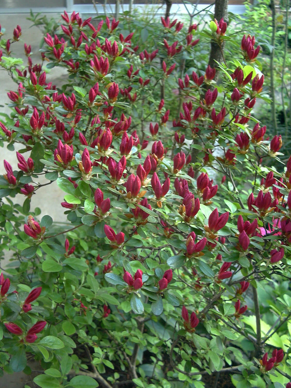 庭を彩った赤いつぼみ群