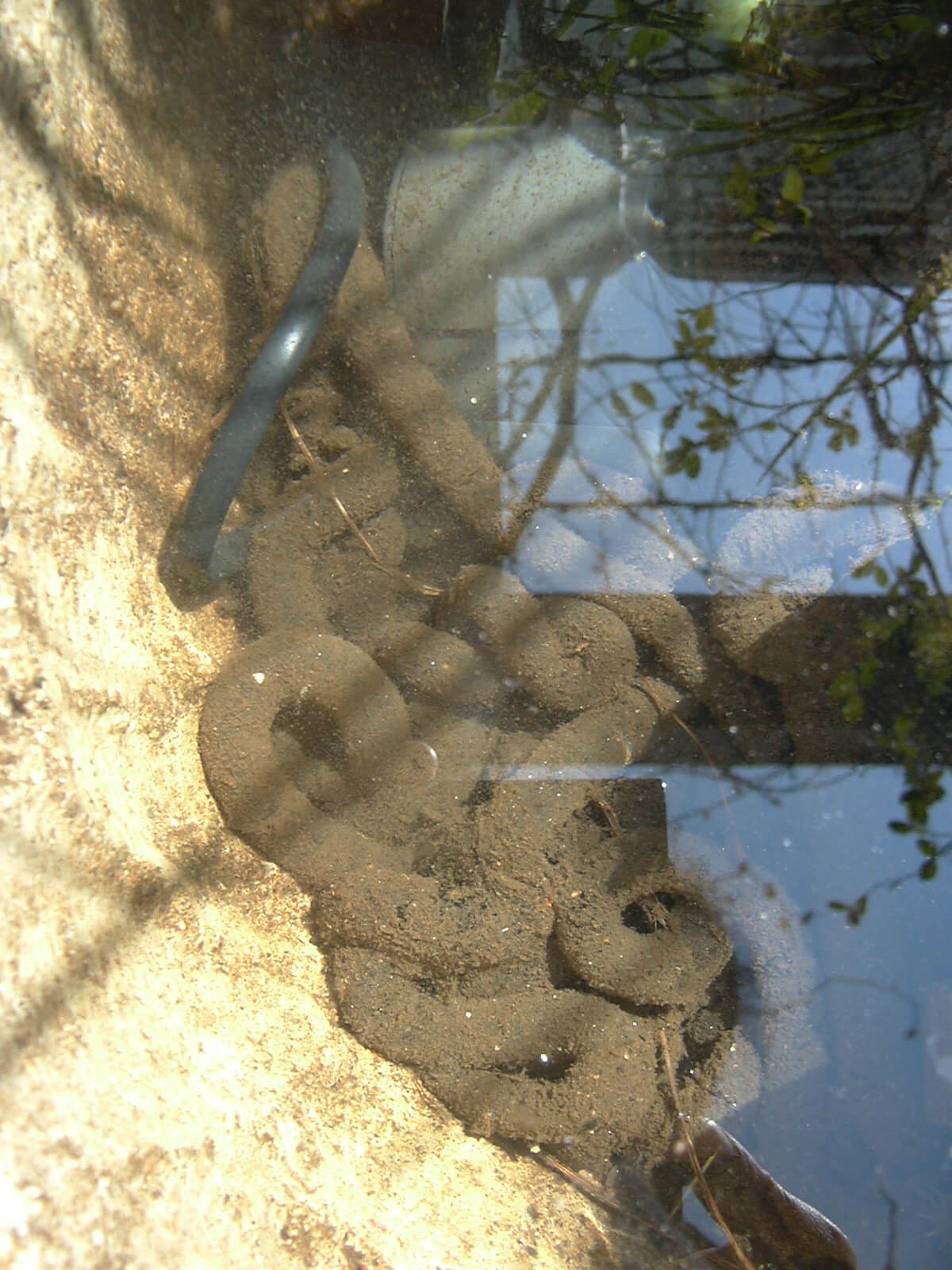 2009年も庭の池におびただしい蛙の卵がありました