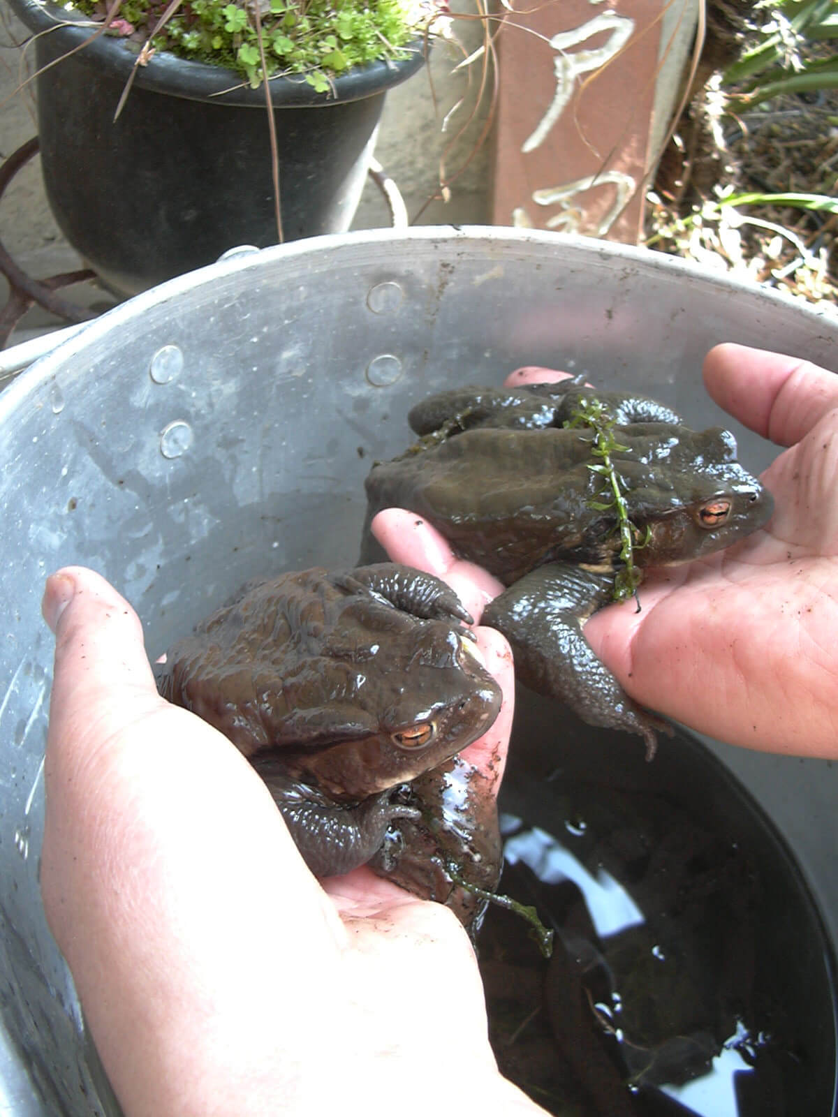 庭の池に蛙が2匹