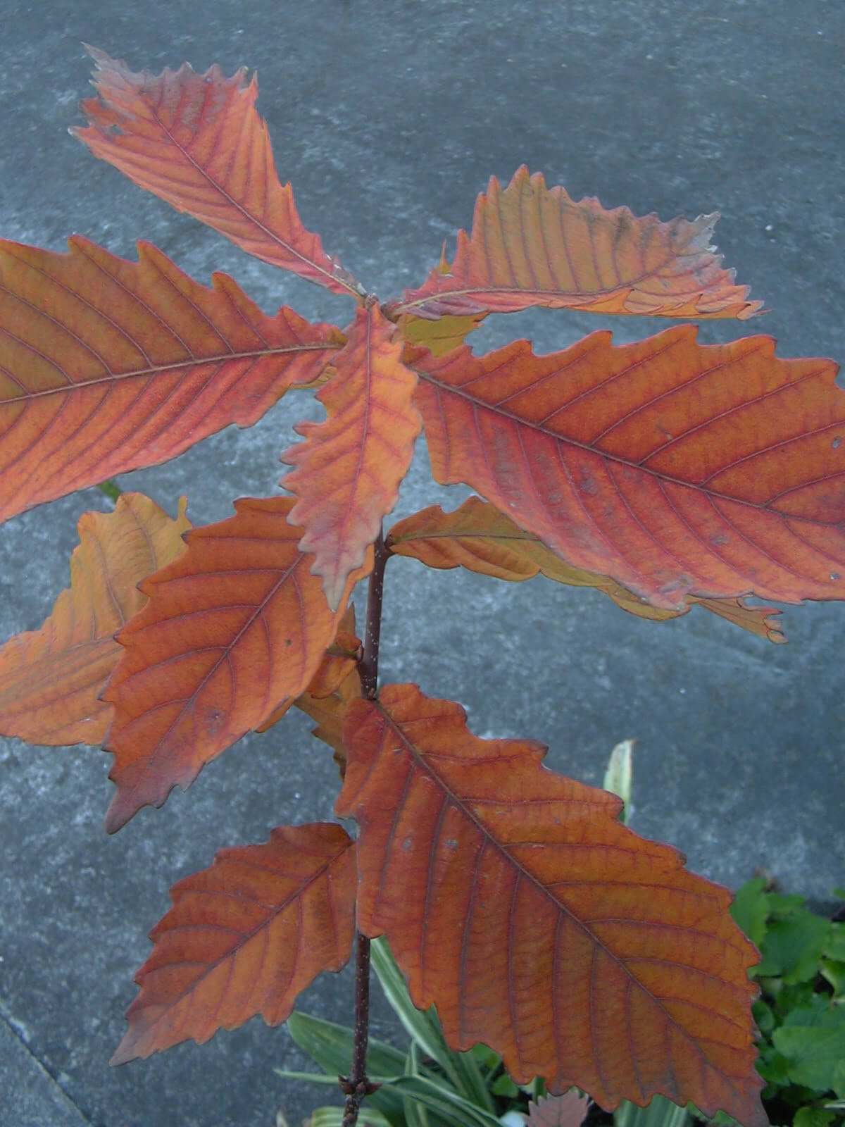 2009年12月15日頃家の北側の庭の紅葉