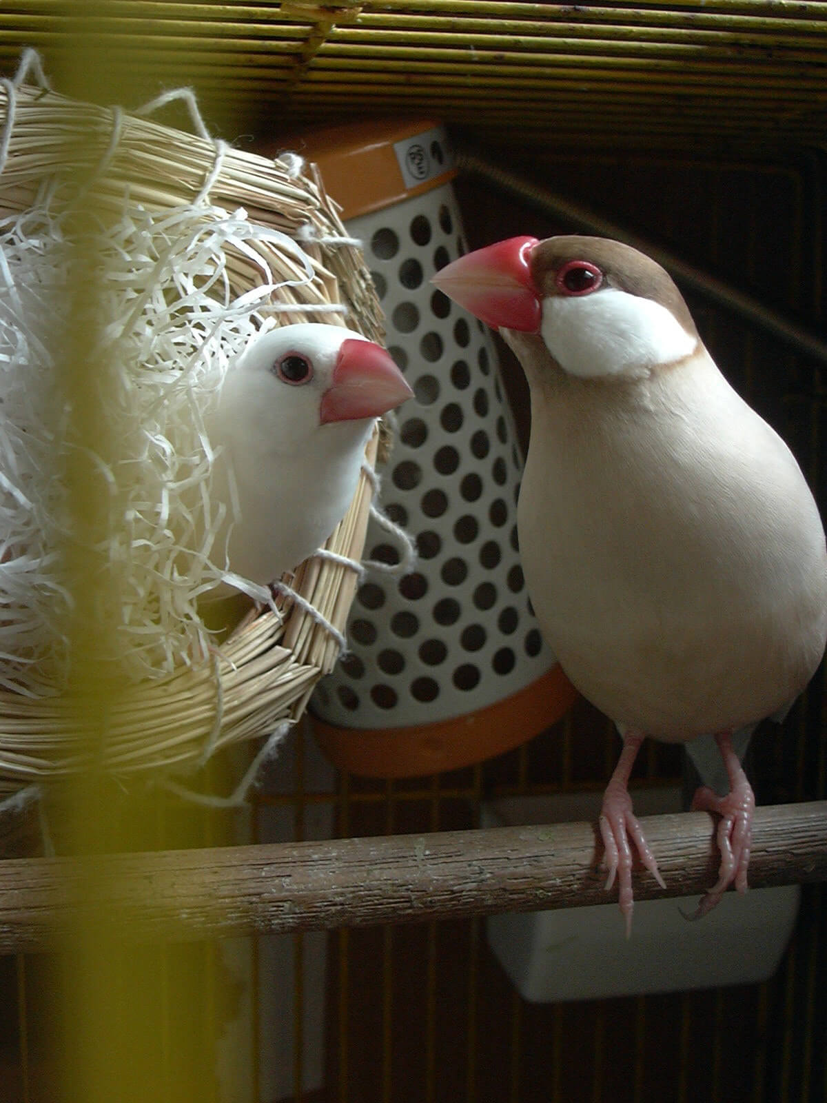 少し文鳥小梅に受け入れられた文鳥チロル