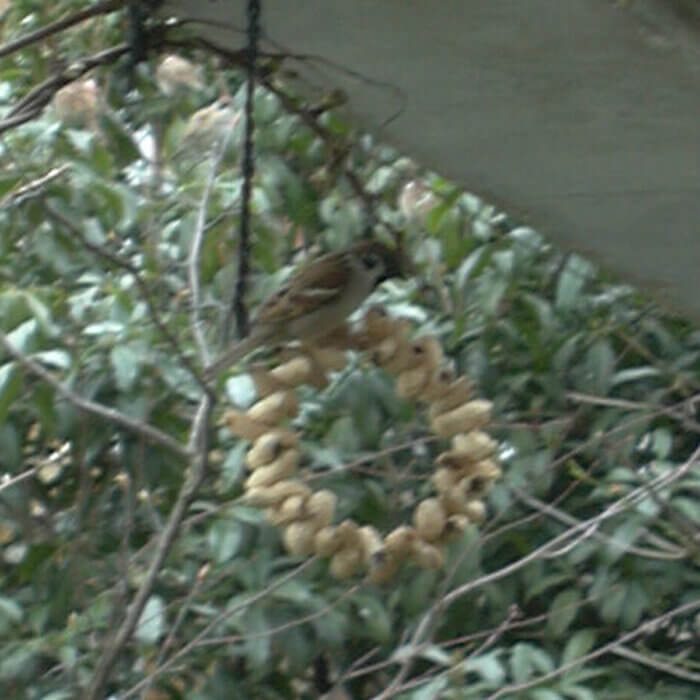 庭にあるピーナッツリースの上に止まったスズメは必死にピーナッツを食べています