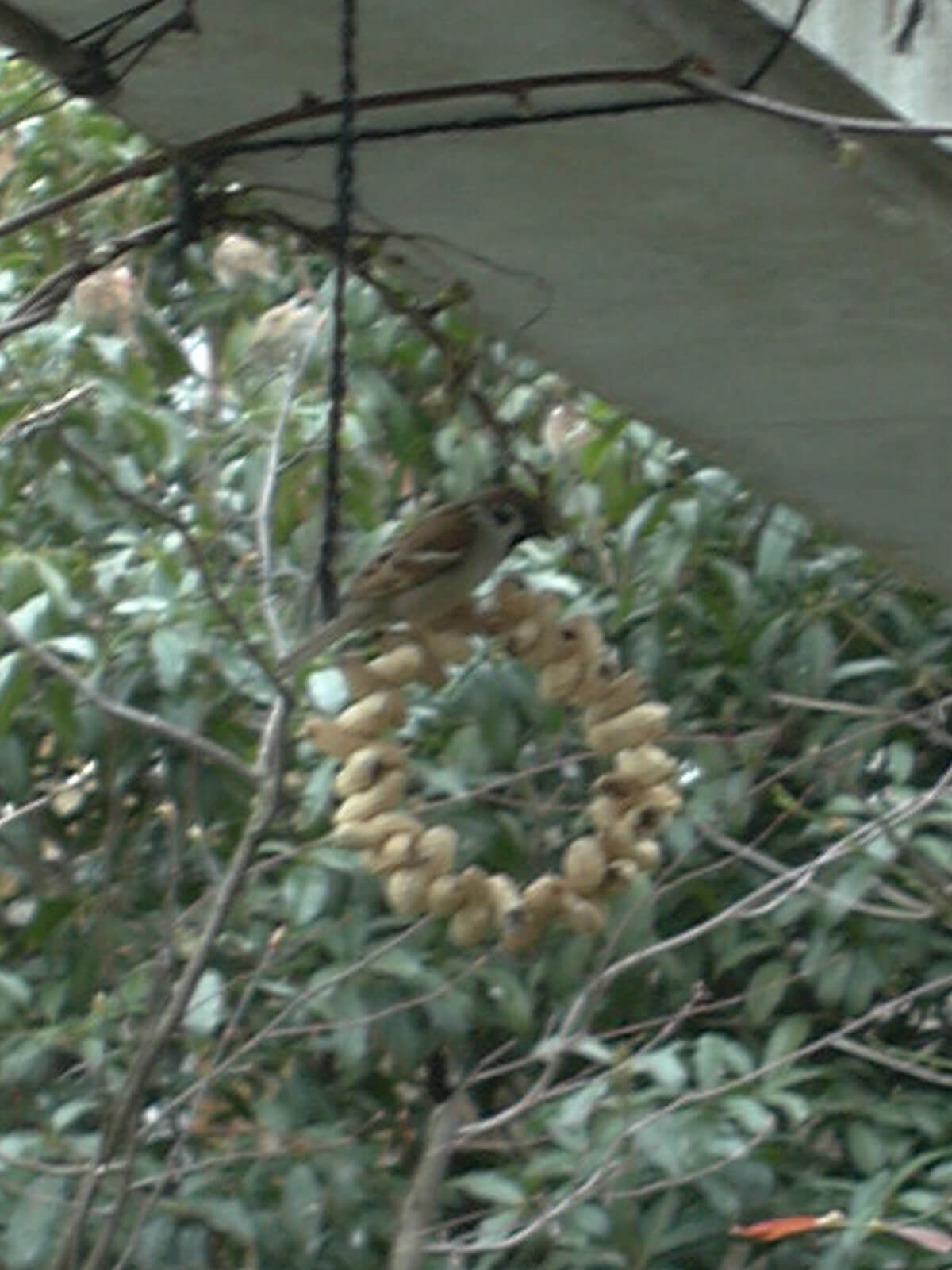 庭にあるピーナッツリースの上に止まったスズメは必死にピーナッツを食べています