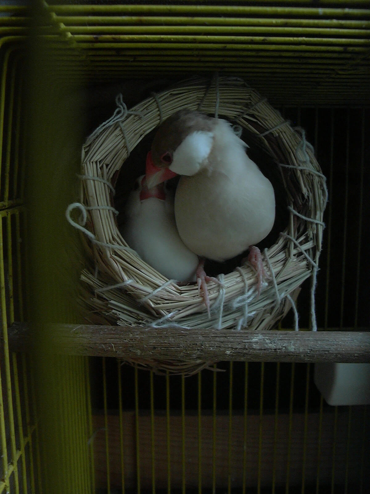 白文鳥の小梅とチロルは巣の中
