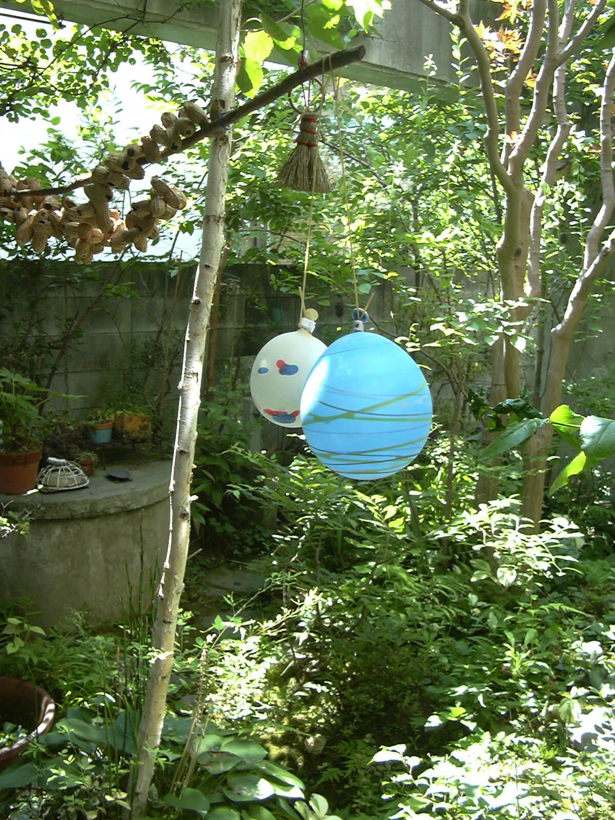 夏の町内会のお祭りでもらった水風船2つが庭に吊るされます