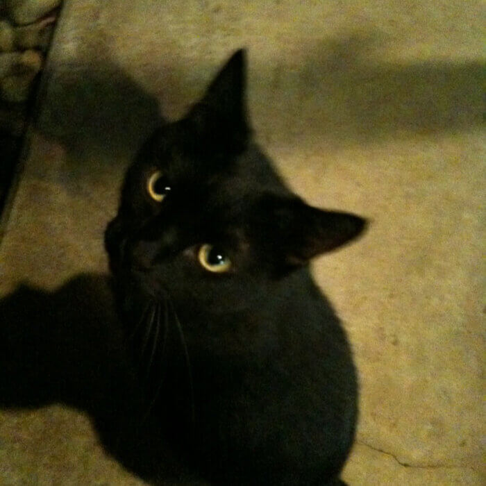 毎日庭にやって来る黒猫