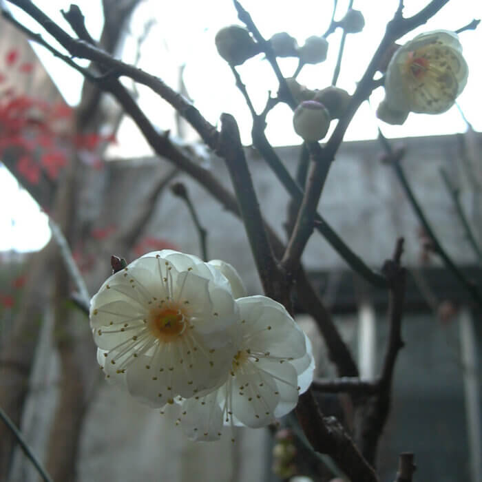 2011年も梅の花が咲きました