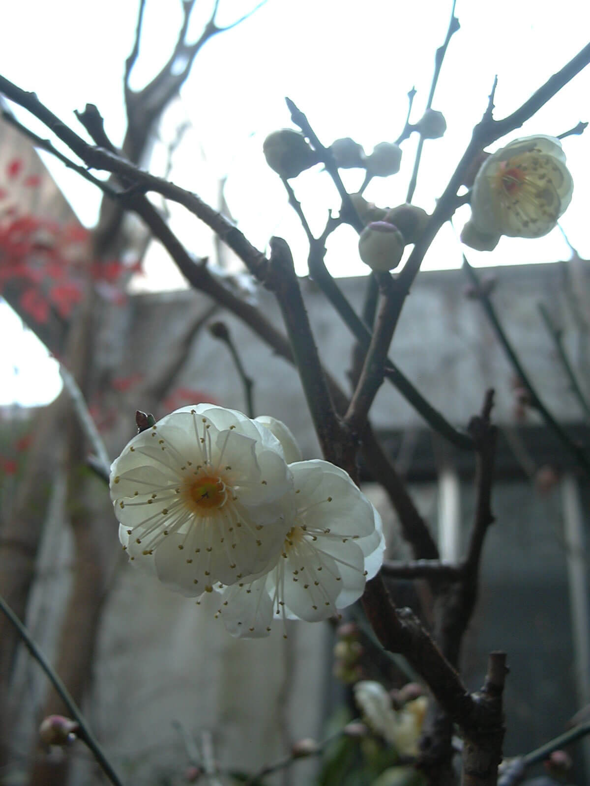 2011年も梅の花が咲きました