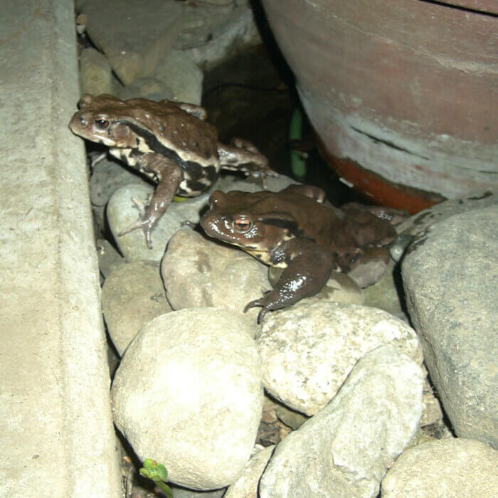 2011年も春の満月の夜に庭の水辺で逢い引きするヒキガエル