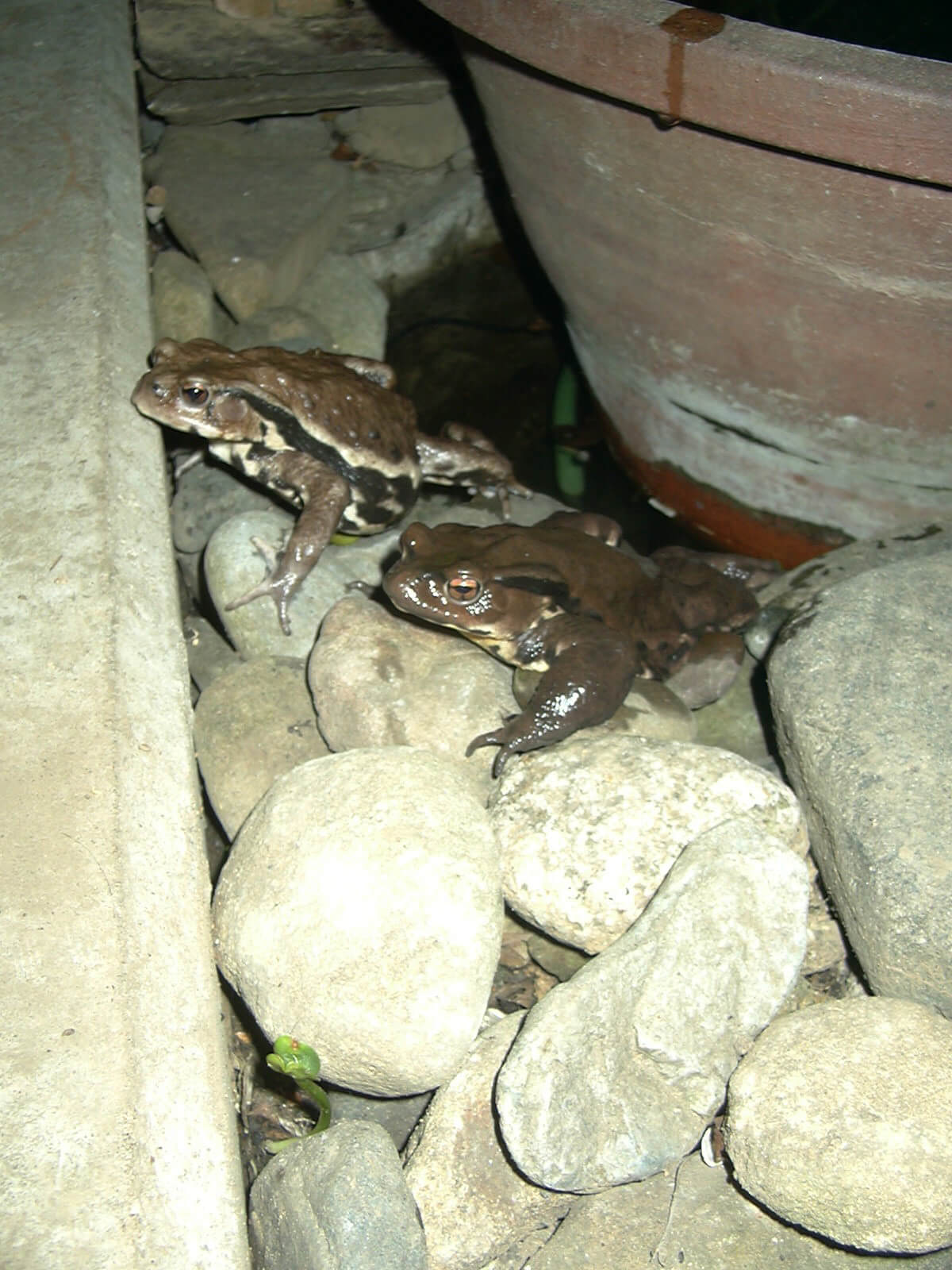 2011年も春の満月の夜に庭の水辺で逢い引きするヒキガエル