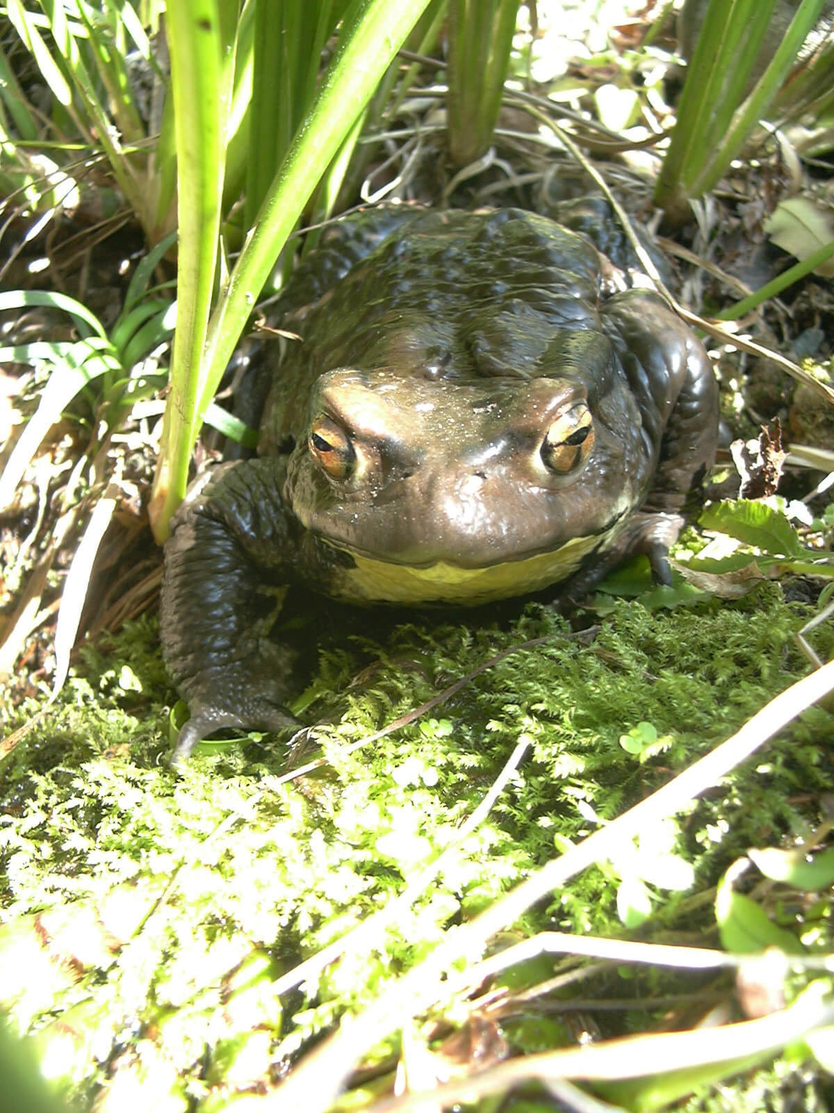 茂みの中から蛙は卵を関し