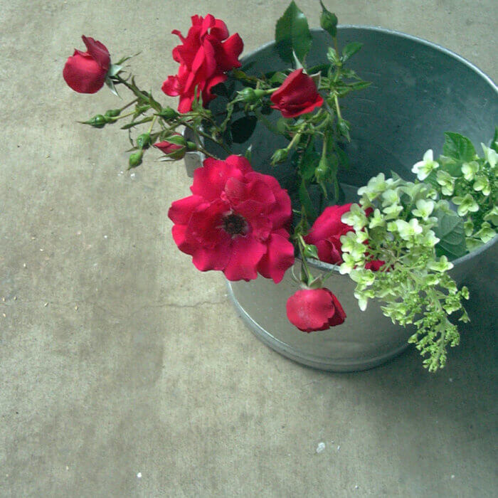 友人の墓参りに庭のカシワバアジサイの若い薄緑と赤いバラ
