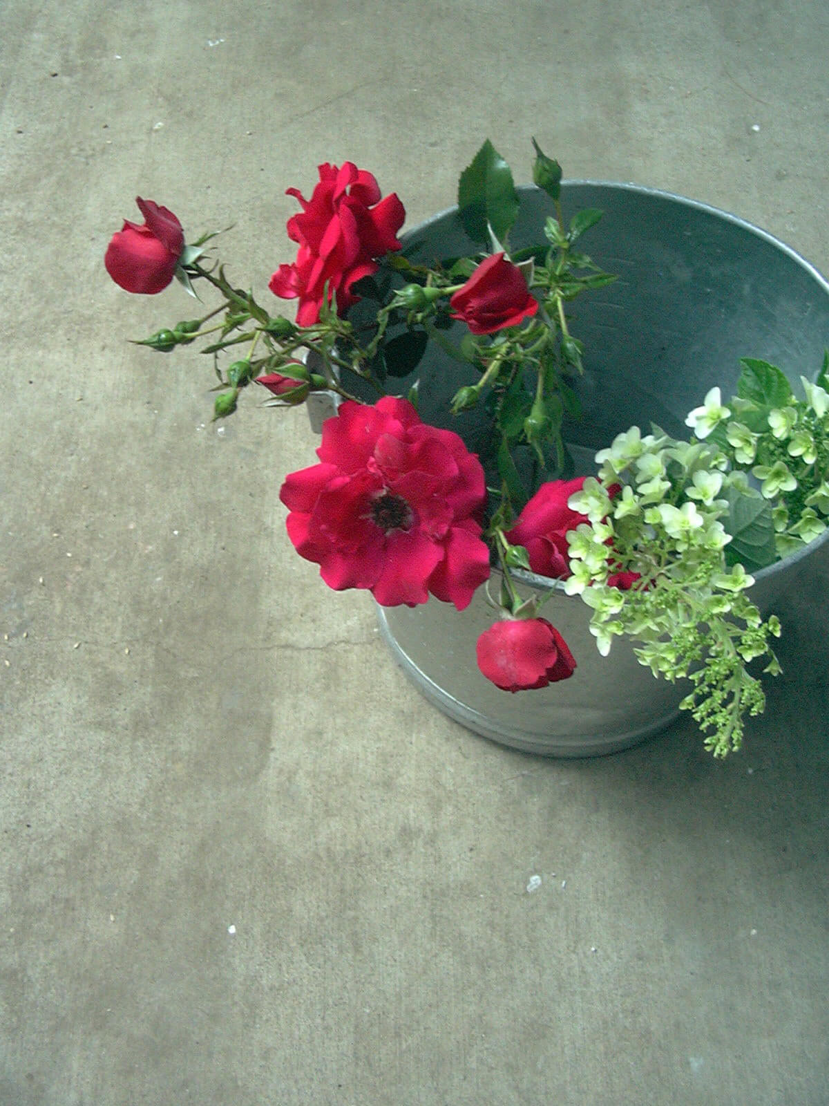 友人の墓参りに庭のカシワバアジサイの若い薄緑と赤いバラ