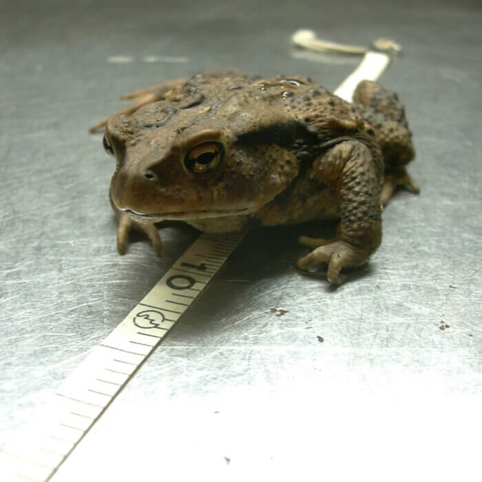 一時捕獲されてキッチンでサイズを測定される蛙