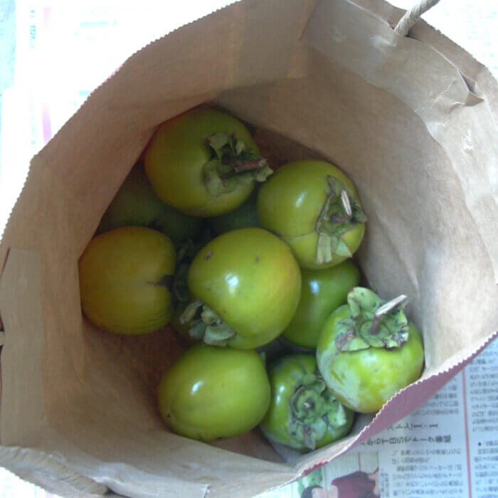 実家の青い柿を収穫