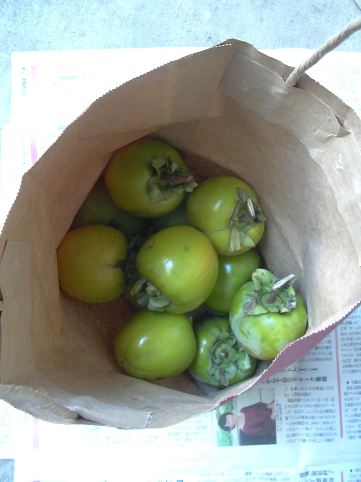 実家の青い柿を収穫
