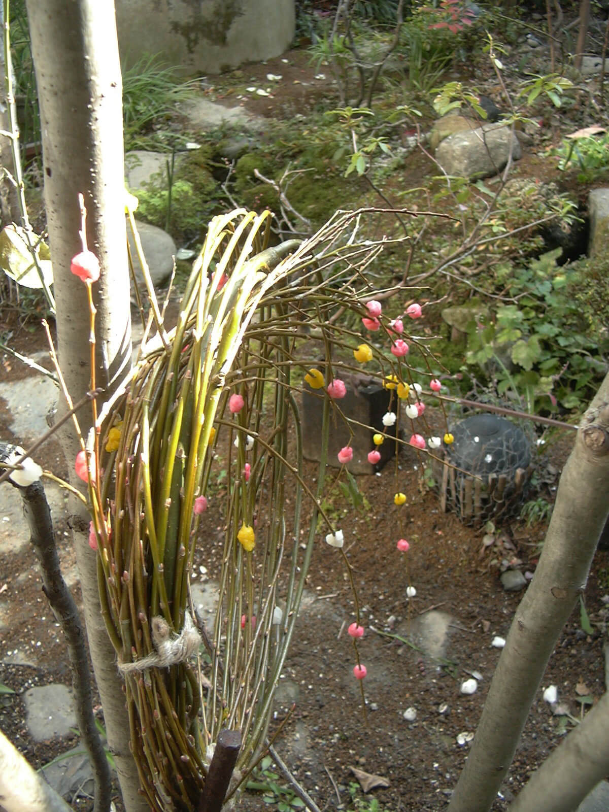 毎年お餅玉で飾った柳のお正月飾りを子供と作り、鏡開きの11日は庭に出して木の枝にくくり付けます