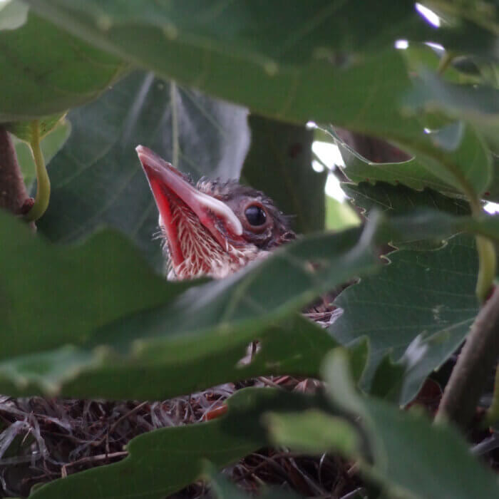 はじめてヒヨドリが庭のコナラの上で巣を作り子育てをしました