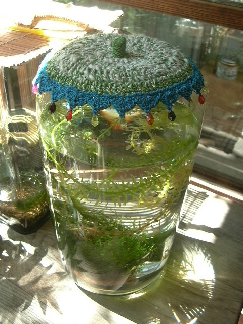 花瓶をメダカの水槽にしたので、蓋を作ったら「ザ・カッパのオシャレ皿帽子」のような見た目になりました
