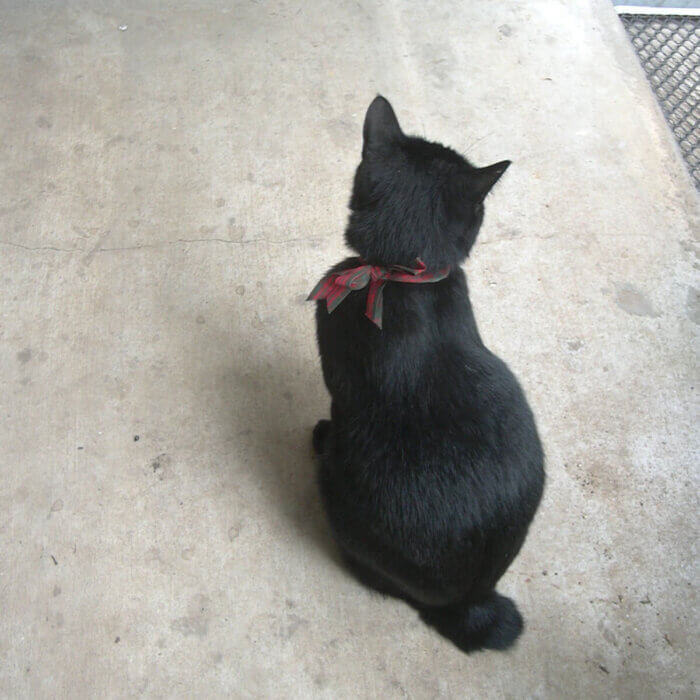 毎日パトロールに立ち寄る黒猫の首輪がなくなっていたのでリボンと鈴で仮の首輪をつけてあげました