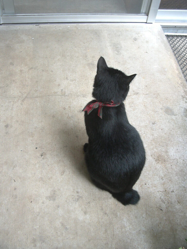 毎日パトロールに立ち寄る黒猫の首輪がなくなっていたのでリボンと鈴で仮の首輪をつけてあげました