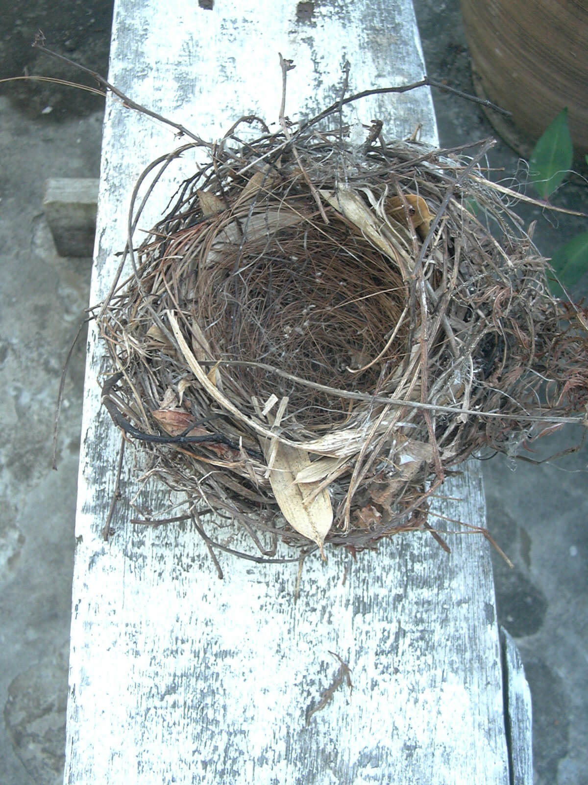 ヒヨドリが巣立った後にコナラの木に残った古巣