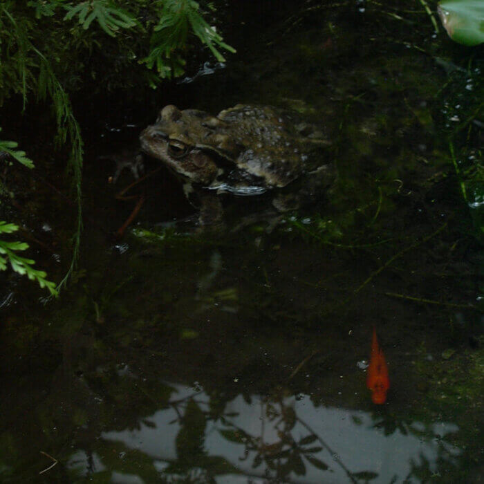 カエルは、日中池の中で半身浴